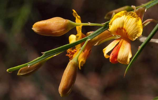 Daviesia triflora