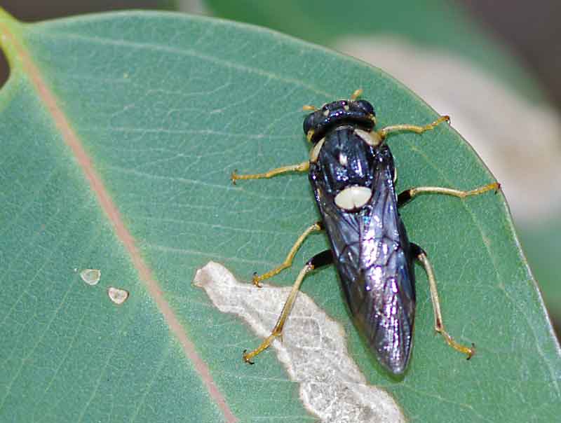 Unidentified fly on tuart leaf