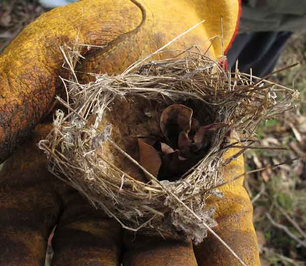 Nest with zamia wool
