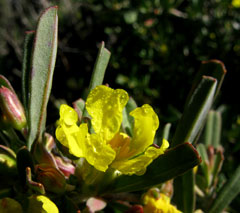 Hibbertia racemosa
