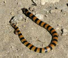 Jan's Banded Snake Simoselaps bertholdi