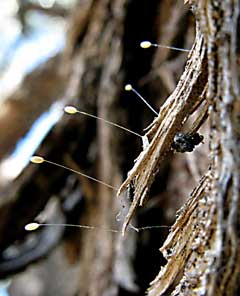 tuart longicorn beetle