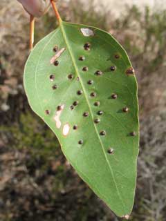 Tuart leaf with insect holes