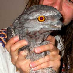 Tawny Frogmouth, Podargus strigoides