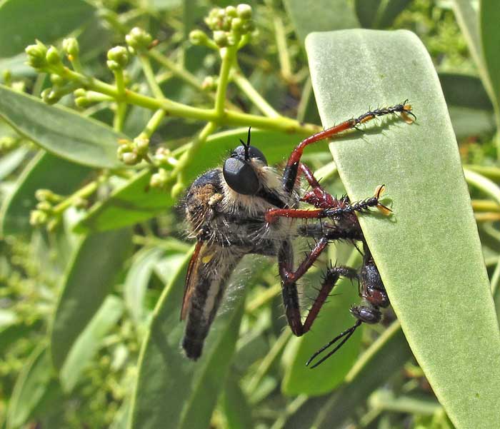 Robber fly.