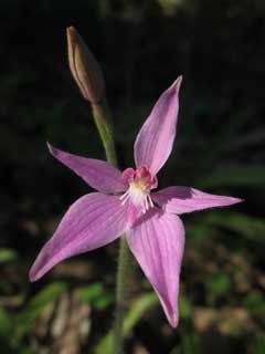 Trigg Bushland fairy orchid Caladenia latifolia