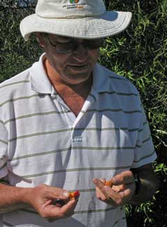 Dave eats a qondong - Santalum acuminatum