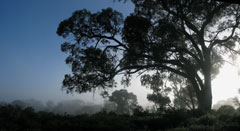 Trigg bushland tuart Eycalyptus gomphocephala